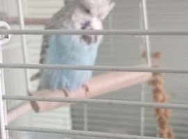 Blue budgie male