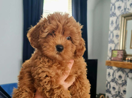 Cavapoochon puppy