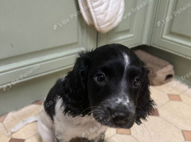 English Springer Spaniel Female KC Ready to go