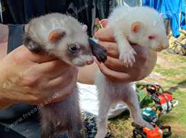 Baby ferrets