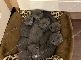 7 blue/grey British Shorthair kittens for sale