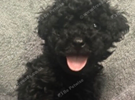 Toy cockapoo puppies