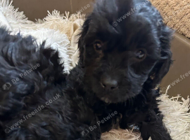 6 Beautiful Very Curly Cockapoos
