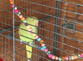 Female Indian ringneck