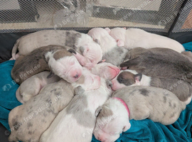 Outstanding Merle American Bulldogs