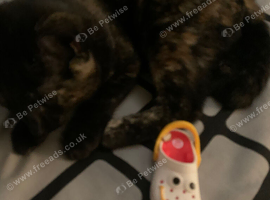 Calico cat
