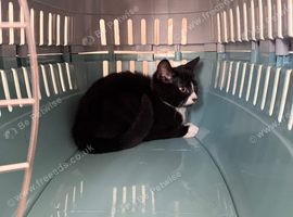 Black and white timid 11 week old kitten