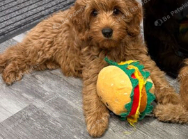 F1b Cavapoo Puppies 1 Boy 2 Girls