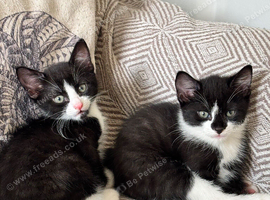 Kittens &pound;50