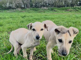 Are saluki whippet greyhound/wippetbull/deerhound greyhound