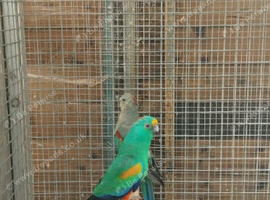 Many coluoured parrots