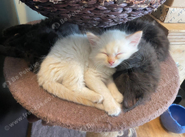 Kittens for sale