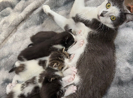 5 Beautiful Kittens