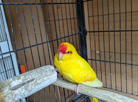 Male Buttercup kakariki