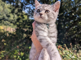 Full British shorthairs READY NOW!