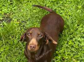 Miniature dachshund girl