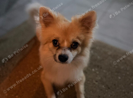 Frankie needs a loving home