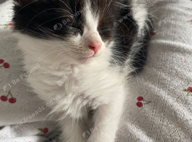 Female kitten