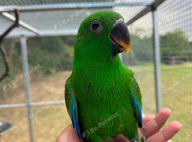 15 weeks old hand reared eclectus