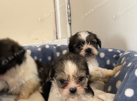 Absolutely stunning Yorkie poo puppies