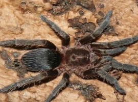 Argentinian star dwarf tarantula