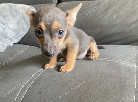 I have Some chihuahua cross jack pups