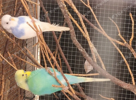 This years baby budgies
