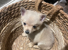 Adorable Puppy for sale