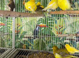 Canaries Glasgow