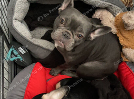 looking for a forever home for Unruly 4 and Dawg 7.