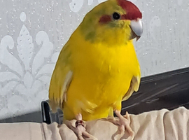 Kakarikis
