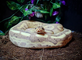 Male Royal python