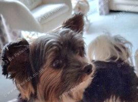 Purebred Pedigee Biewer Terrier Proven Stud