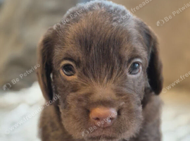 Cockapoo puppies for sale