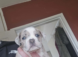 Bulldog puppies 10 weeks boys 5 available