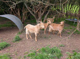 Royal golden Guernsey goats