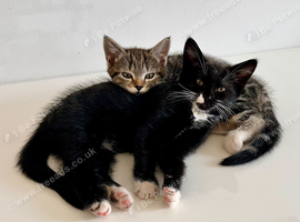 Playful boy and girl kittens looking for a caring home