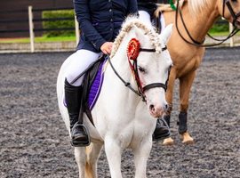 12h pony club super star for sale