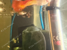 Male guppies