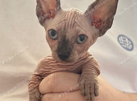 Male Sphynx kittens Ready Now