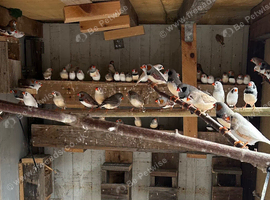 Finches for sale