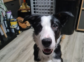 Cute lively Border Collie