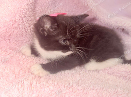 2 girl kittens