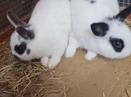 Stunning Bunny's available