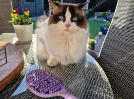 Ragdoll girl needs a safe loving home