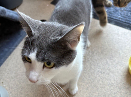 Female cat