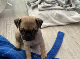 Jug male
