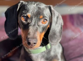 Marley the sausage
