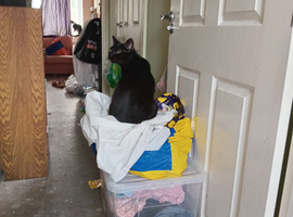 2 x male black cats