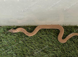 Superconda hognose